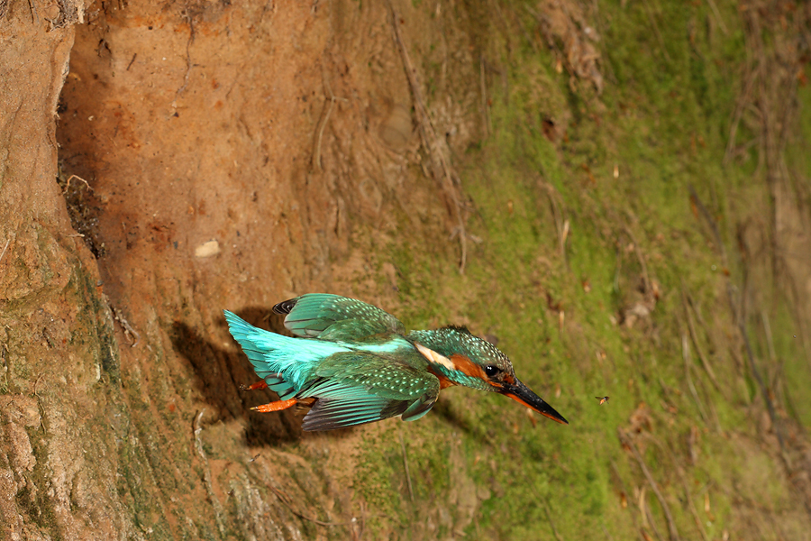 Female Kingfisher leaving