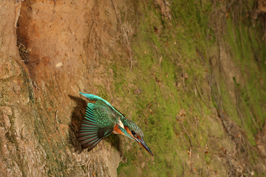 Female Kingfisher leaving