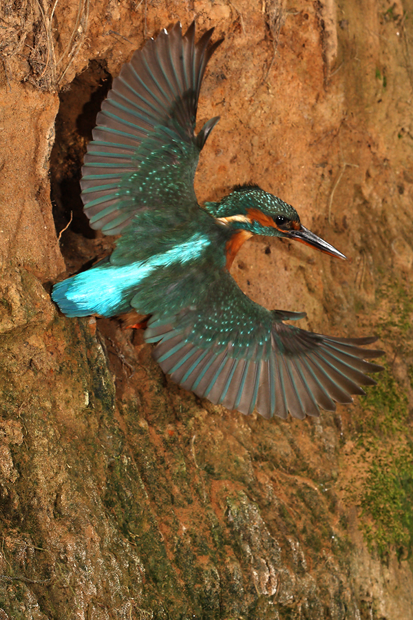 Female Kingfisher wings