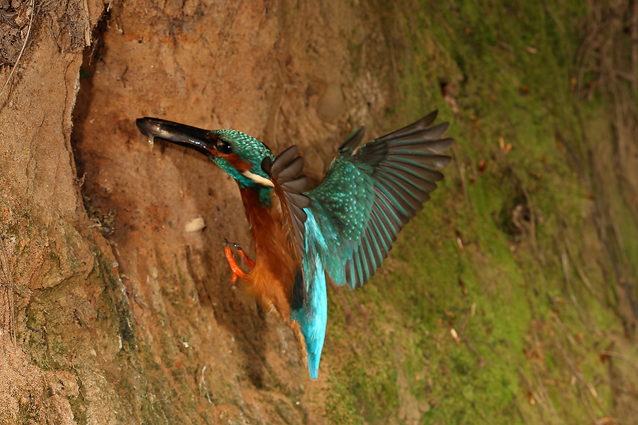 Male Kingfisher arriving