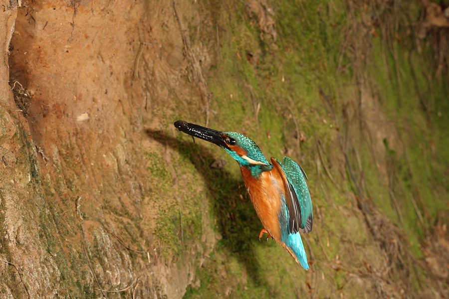 Male Kingfisher arriving