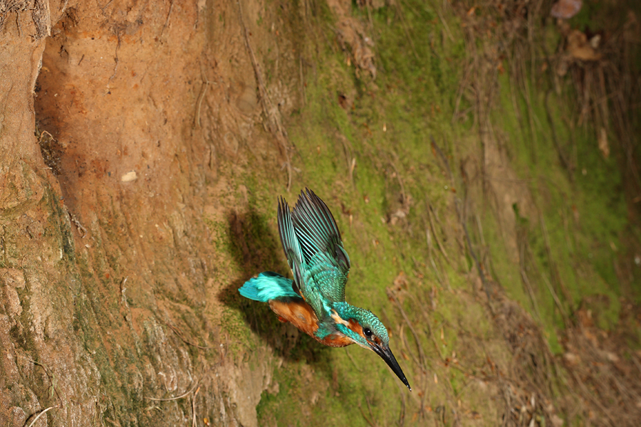 Male Kingfisher leaving