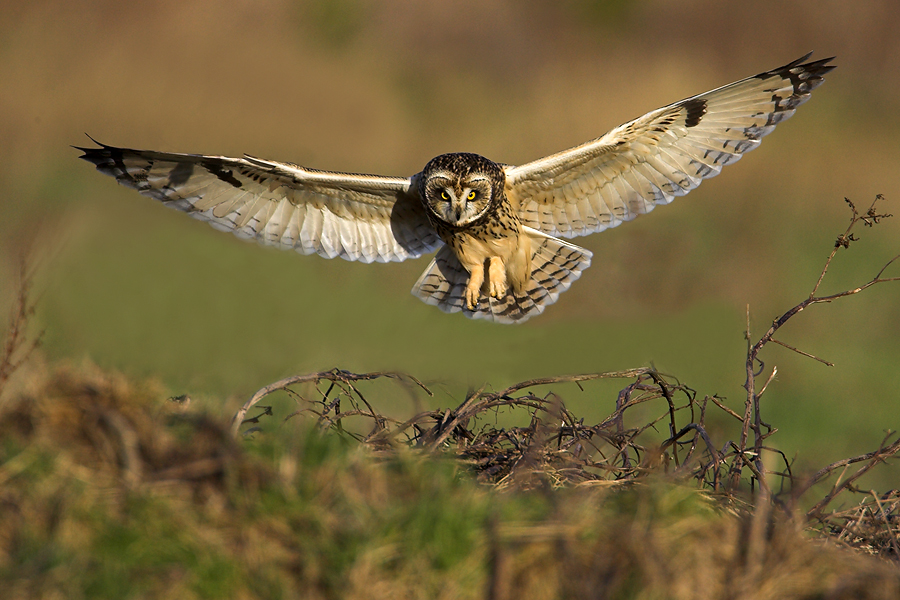 Short Eared Owl landing