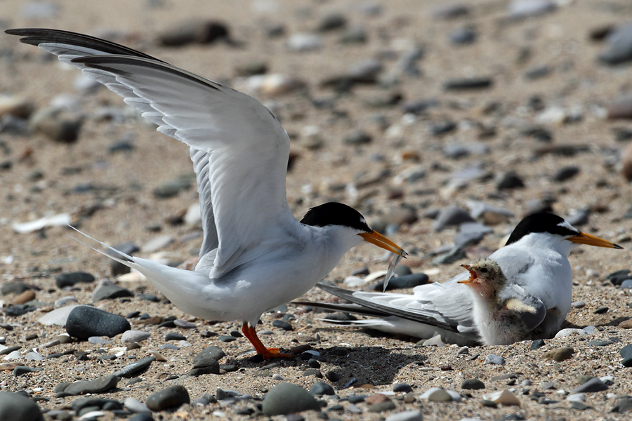 Little Tern arriving with food