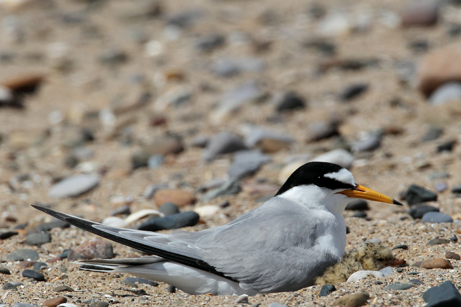 Little Tern brooding