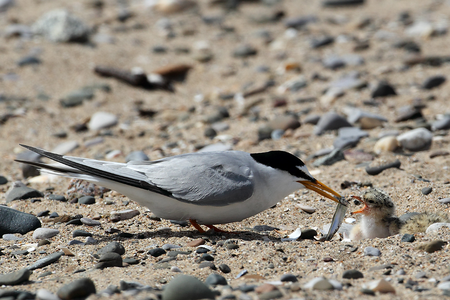 Little Tern feeding chick