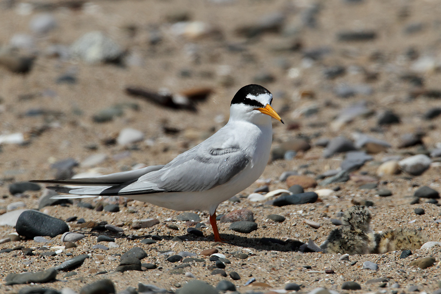 Little Tern with young
