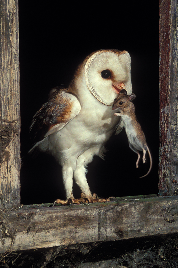Barn Owl with woodmouse