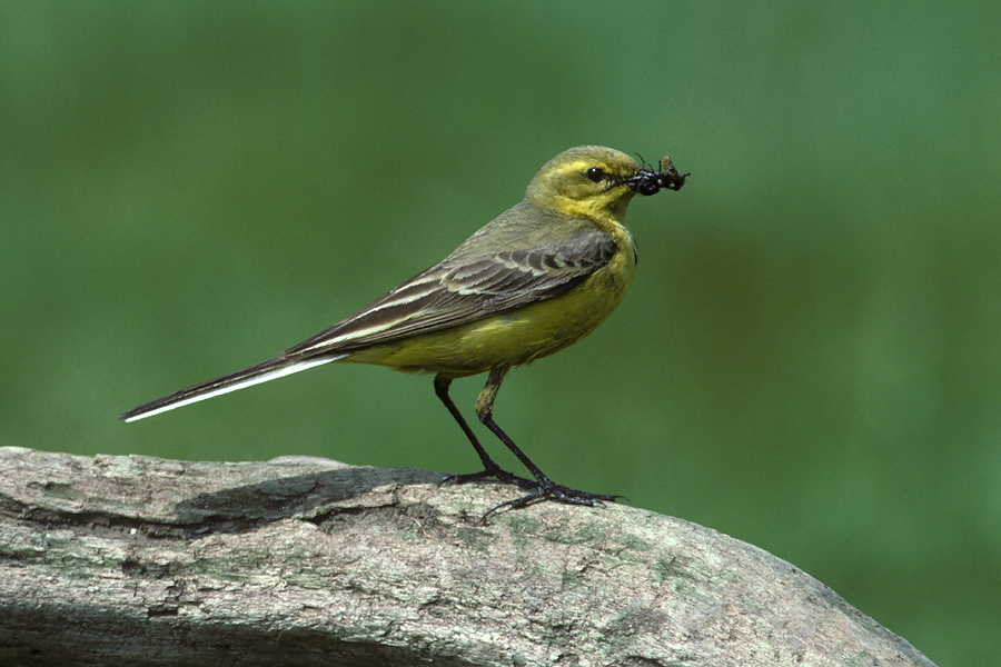 Cock Yellow Wagtail