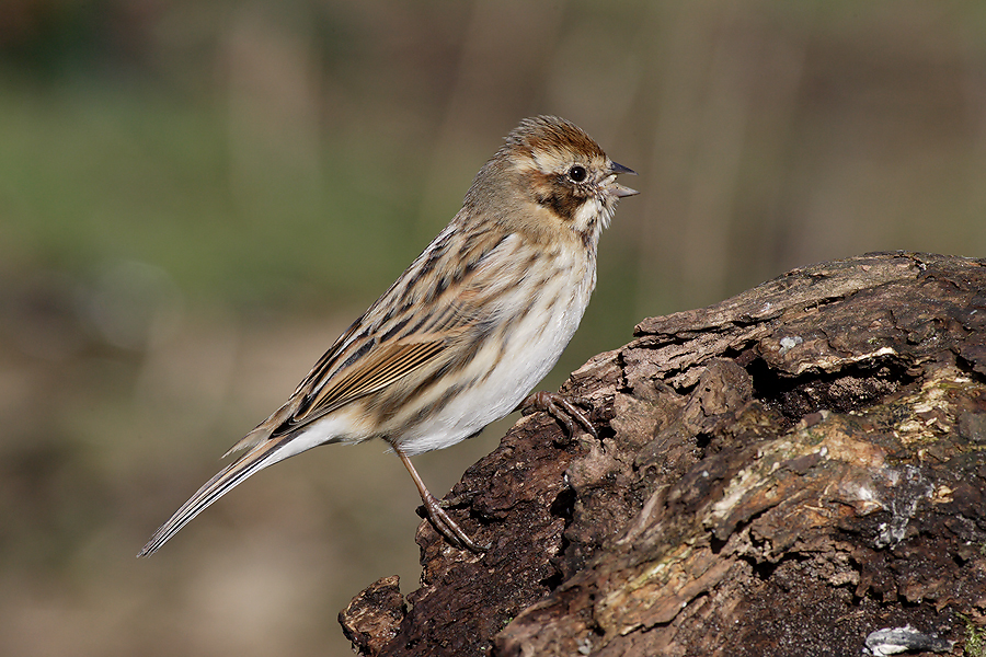 Female Reed Bunting