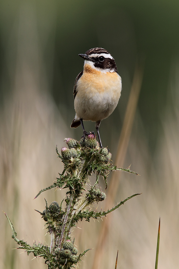 Cock Whinchat