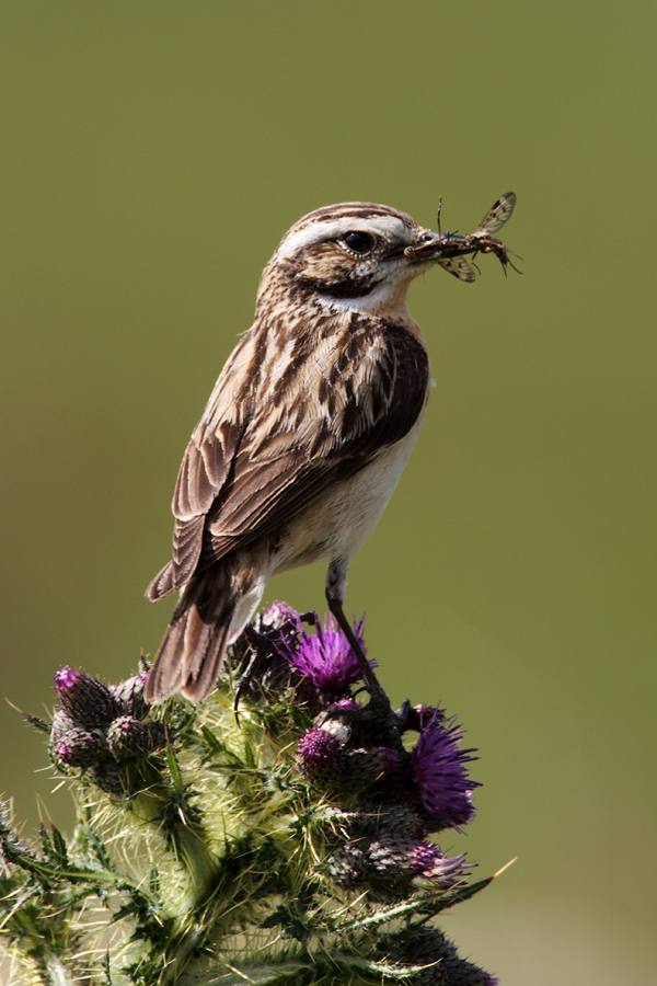Female Whinchat
