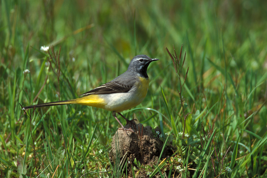 Male Grey Wagtail