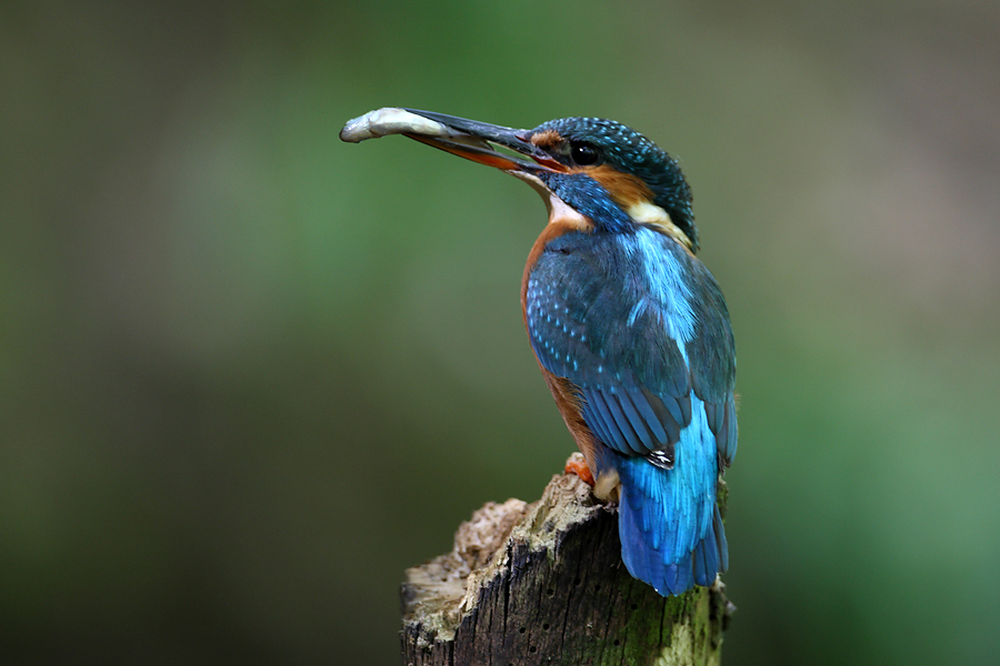 Female Kingfisher perching with fish
