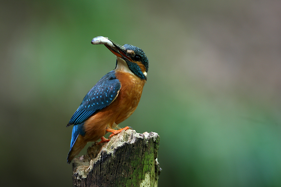 Female Kingfisher perching with fish