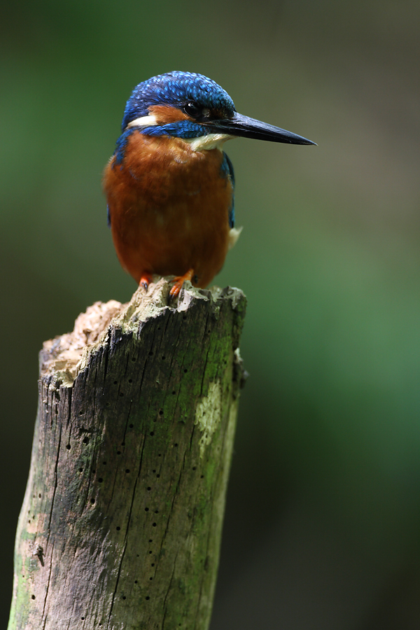 Male Kingfisher perching