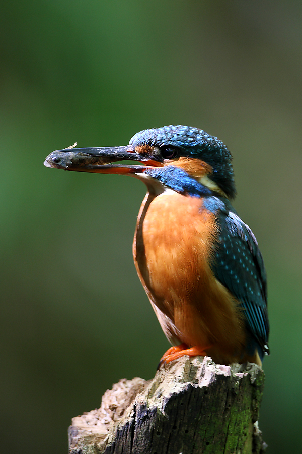 Male Kingfisher perching