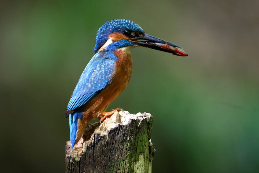 Male Kingfisher perching with fish