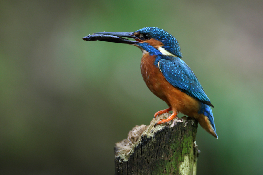 Male Kingfisher perching with fish