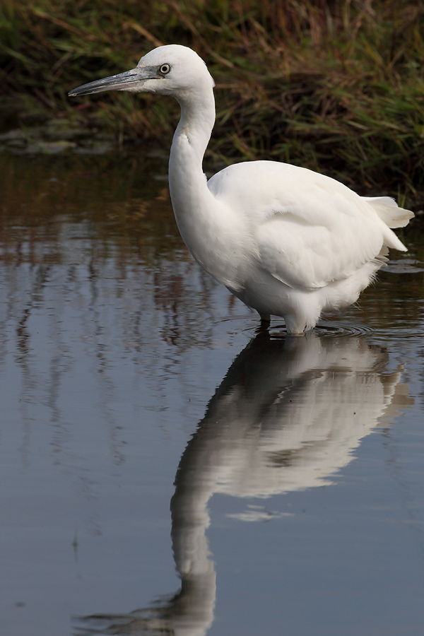 Little Egret and reflection