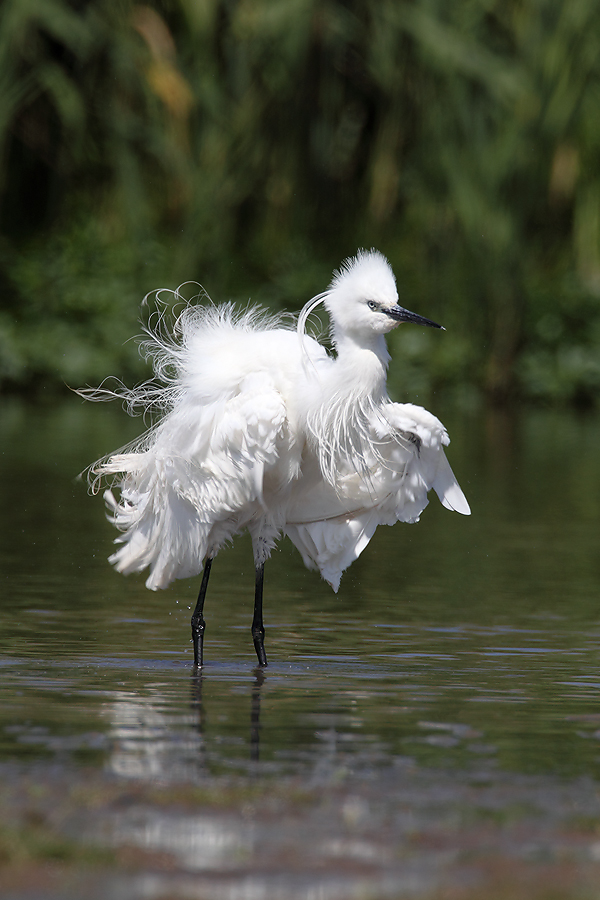 Little Egret ruffling feathers