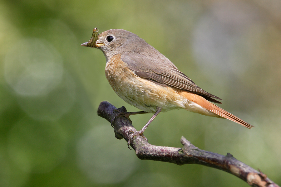 Female Redstart
