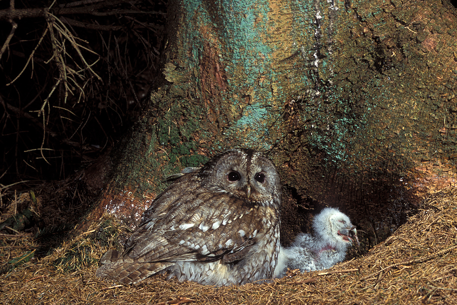 Female Tawny Owl