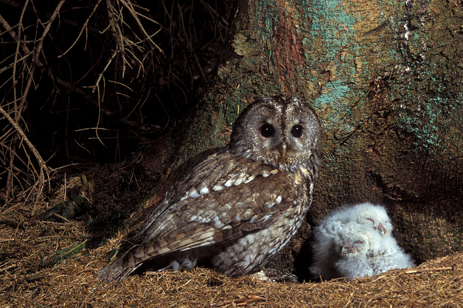 Female Tawny Owl